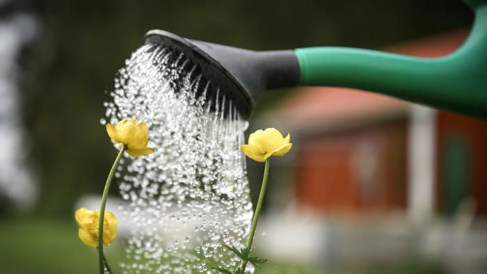 Närbild på en vattenkanna som vattnar några gula blommor.