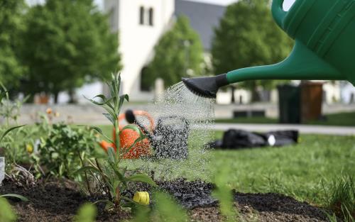 En vattenkanna som vattnar blommor på en kyrkogård.