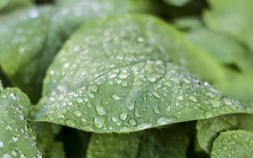 Närbild på gröna blad med vattendroppar.