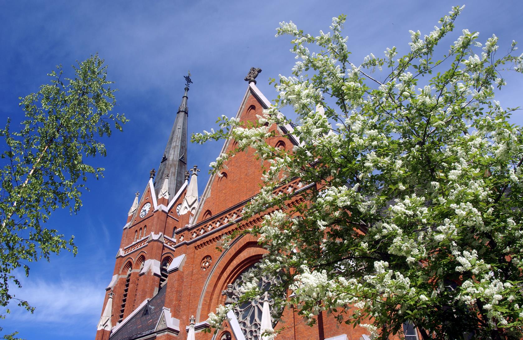 Luleå domkyrka sett från gatuperspektiv. I förgrunden ett blommande träd.