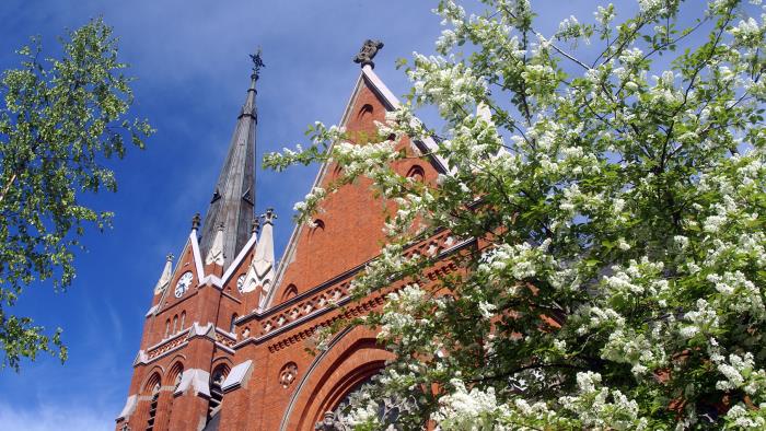 Luleå domkyrka sett från gatuperspektiv. I förgrunden ett blommande träd.