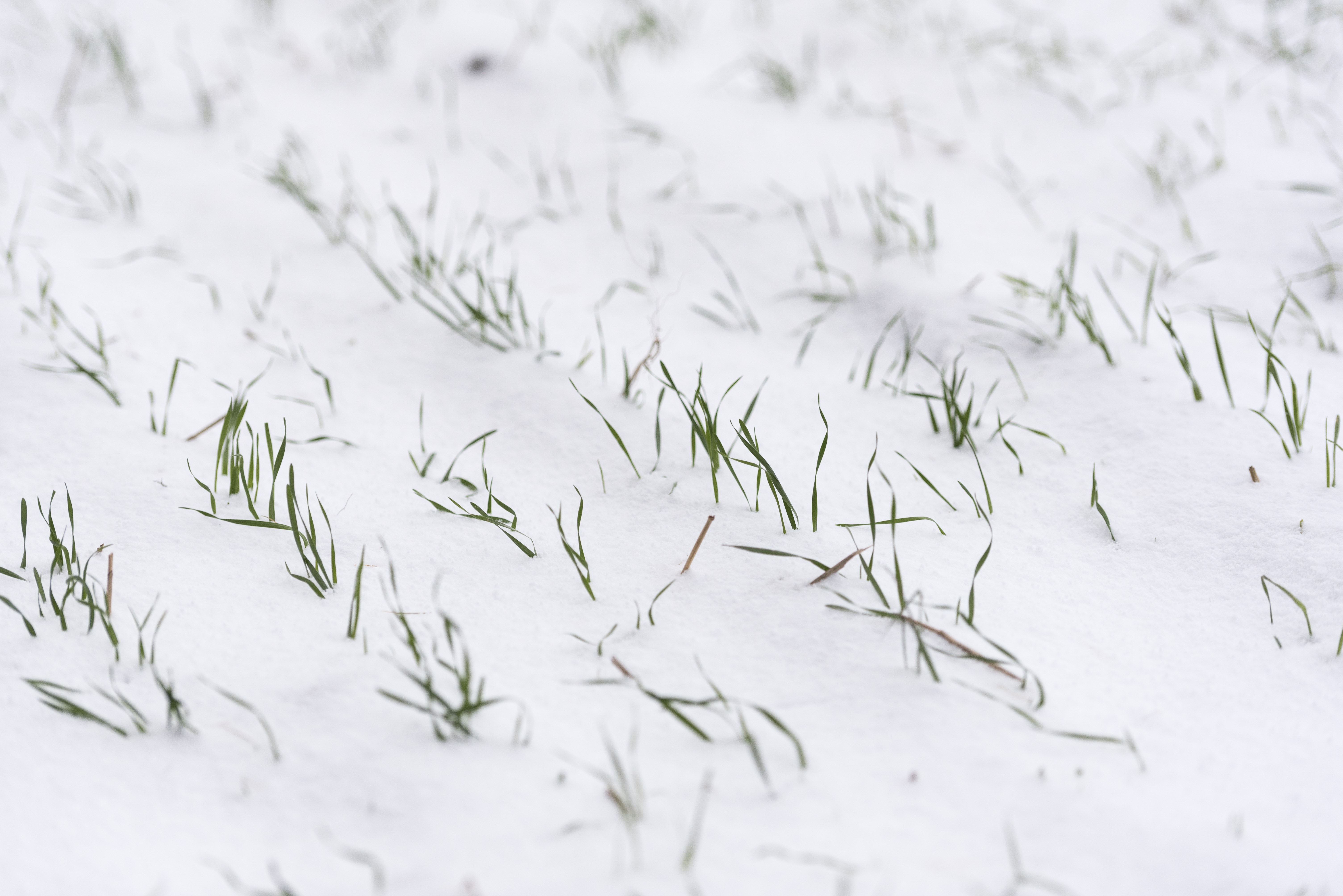 Närbild på den första snön på en odlad mark.