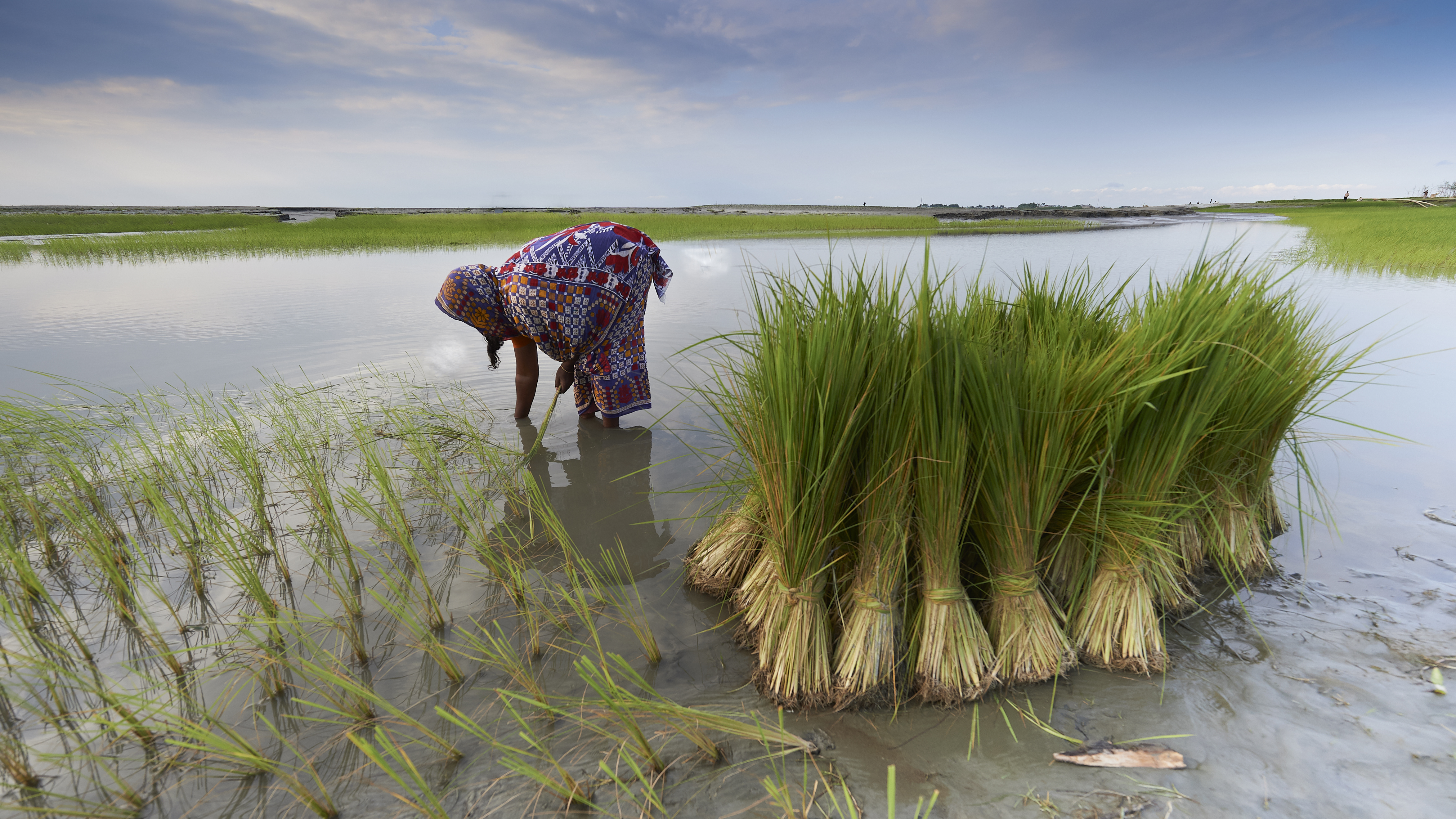 Kvinna står i ett risfält i Bangladesh.
