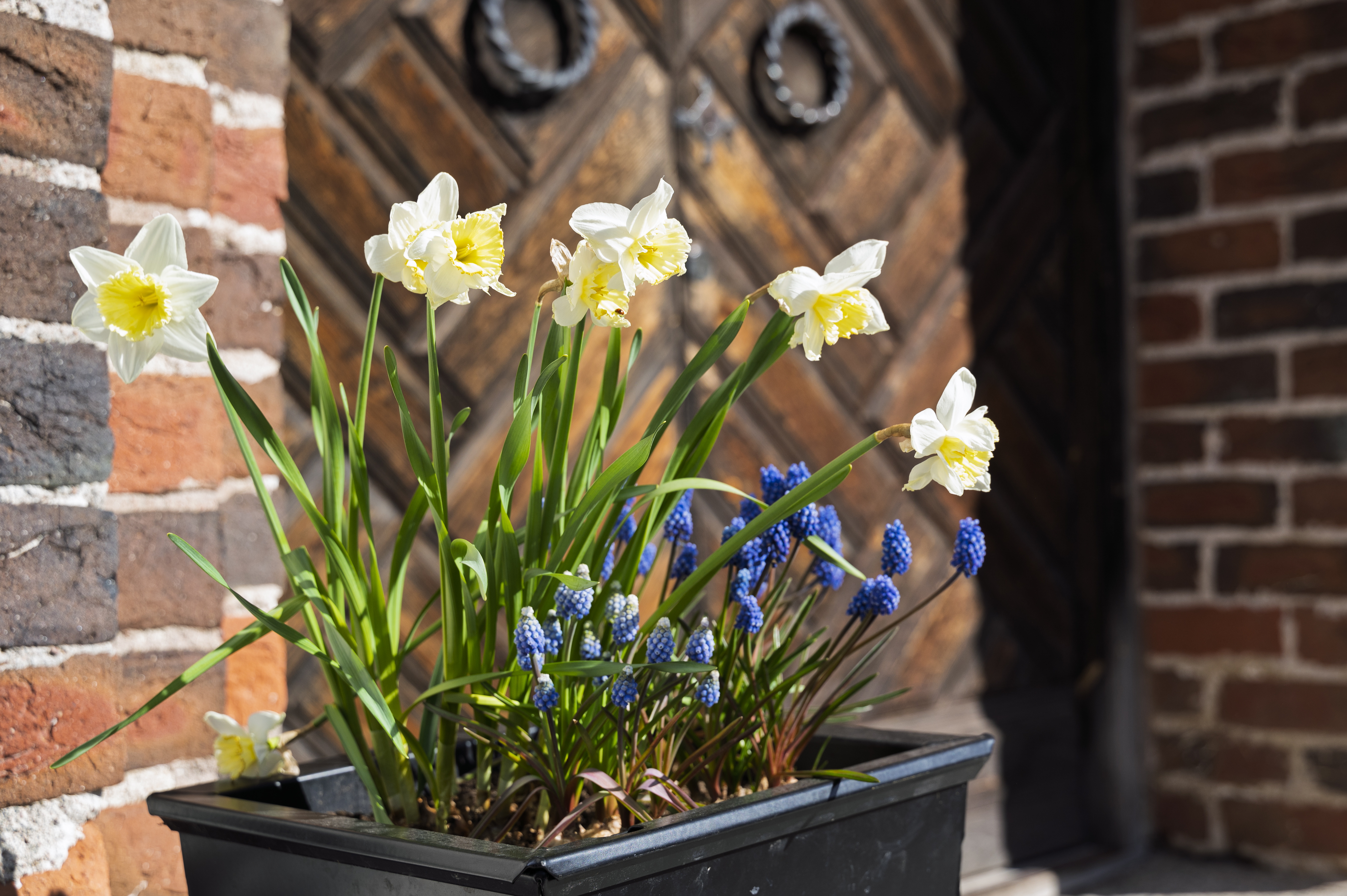 Närbild på vårblommor planterade i en svart kruka.