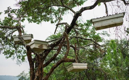 Bikupor som hänger i träden
