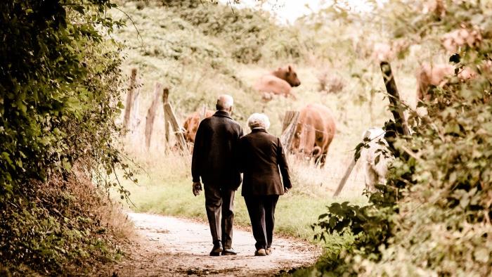 Äldre man och kvinna går på skogsväg. Längre bort skymtar kor i en hage.