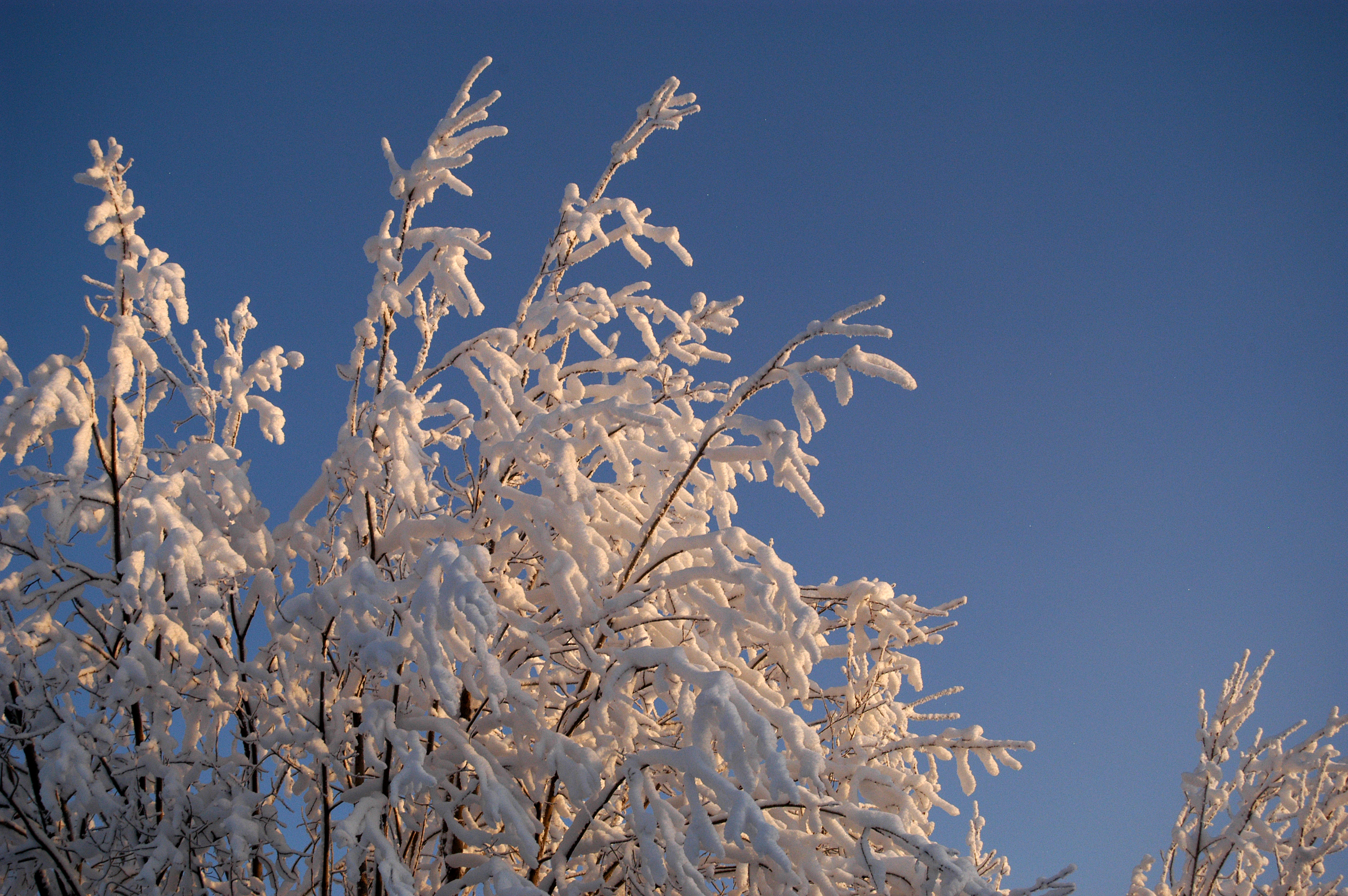 Huuruisia puiden oksia sinistä taivasta vasten.