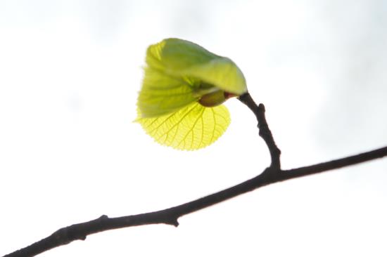 Närbild på ett nyutsprunget grönt blad på en kvist.