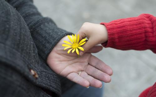 En barnhand lägger en gul blomma i en äldre persons hand.