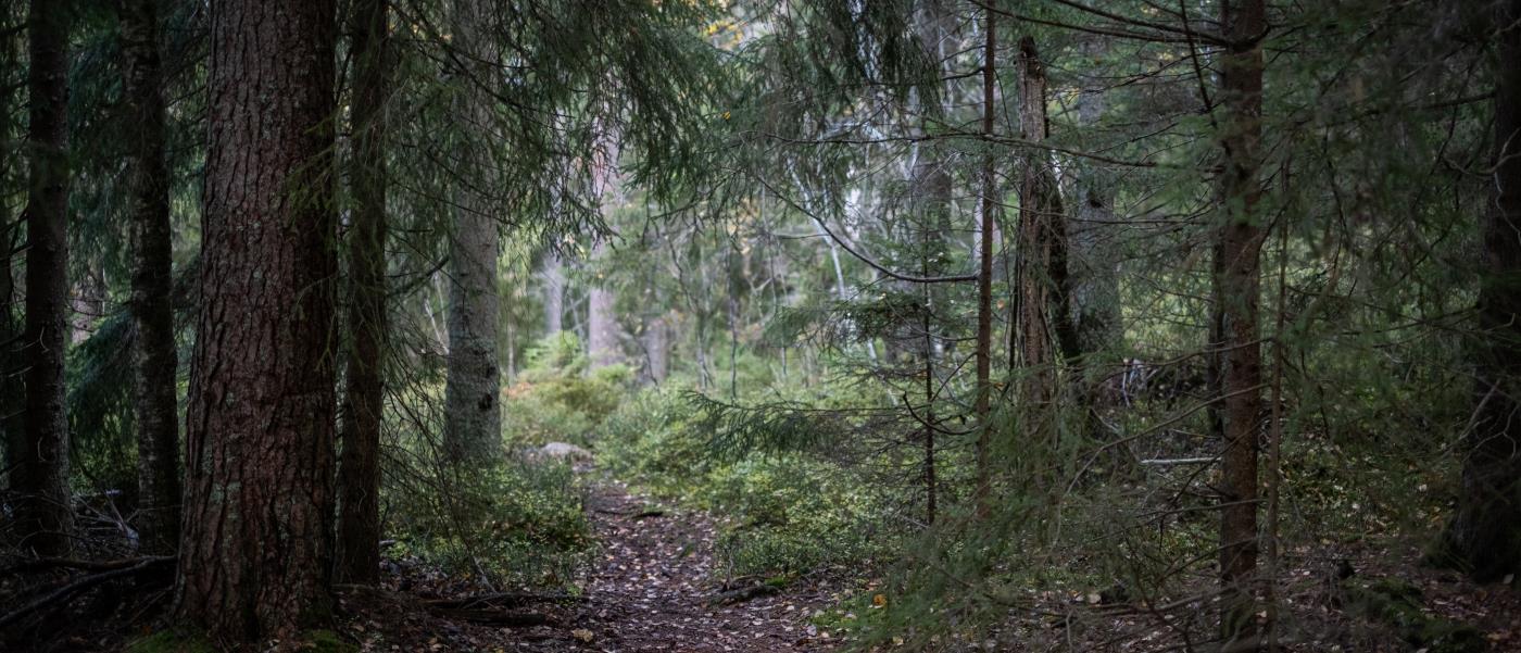 En mörk liten stig i skogen.