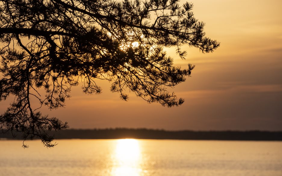 Kvällssolen lyser genom tallens grenar, och strålarna speglar sig i vattnet.