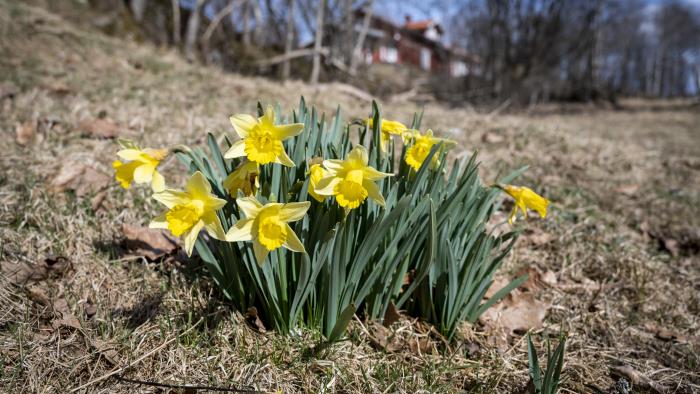 Blommande påskliljor i vårgräs.