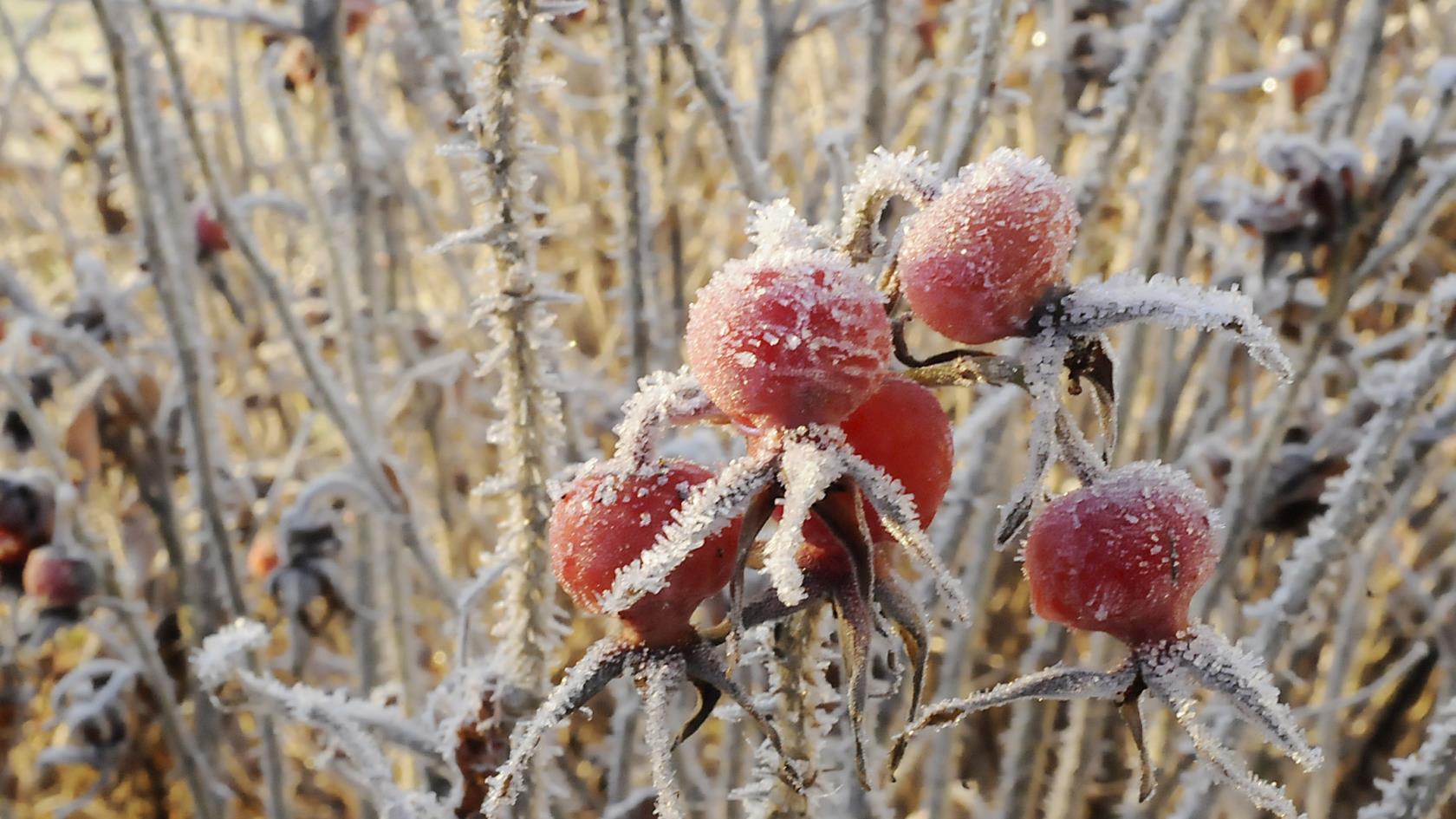 Frostiga nypon, en fin färgklick i den annars så gråbruna naturen!