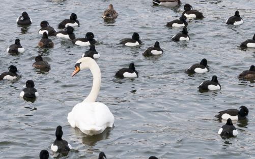 Fåglar i flock