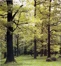 Naturreservat Strängnäs stift, Sköllersta prästäng.