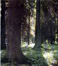 Naturreservat Strängnäs stift, Trollskogen.