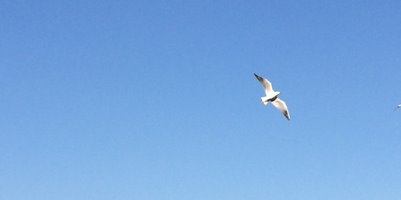 Fågel flyger över Schönbrunn