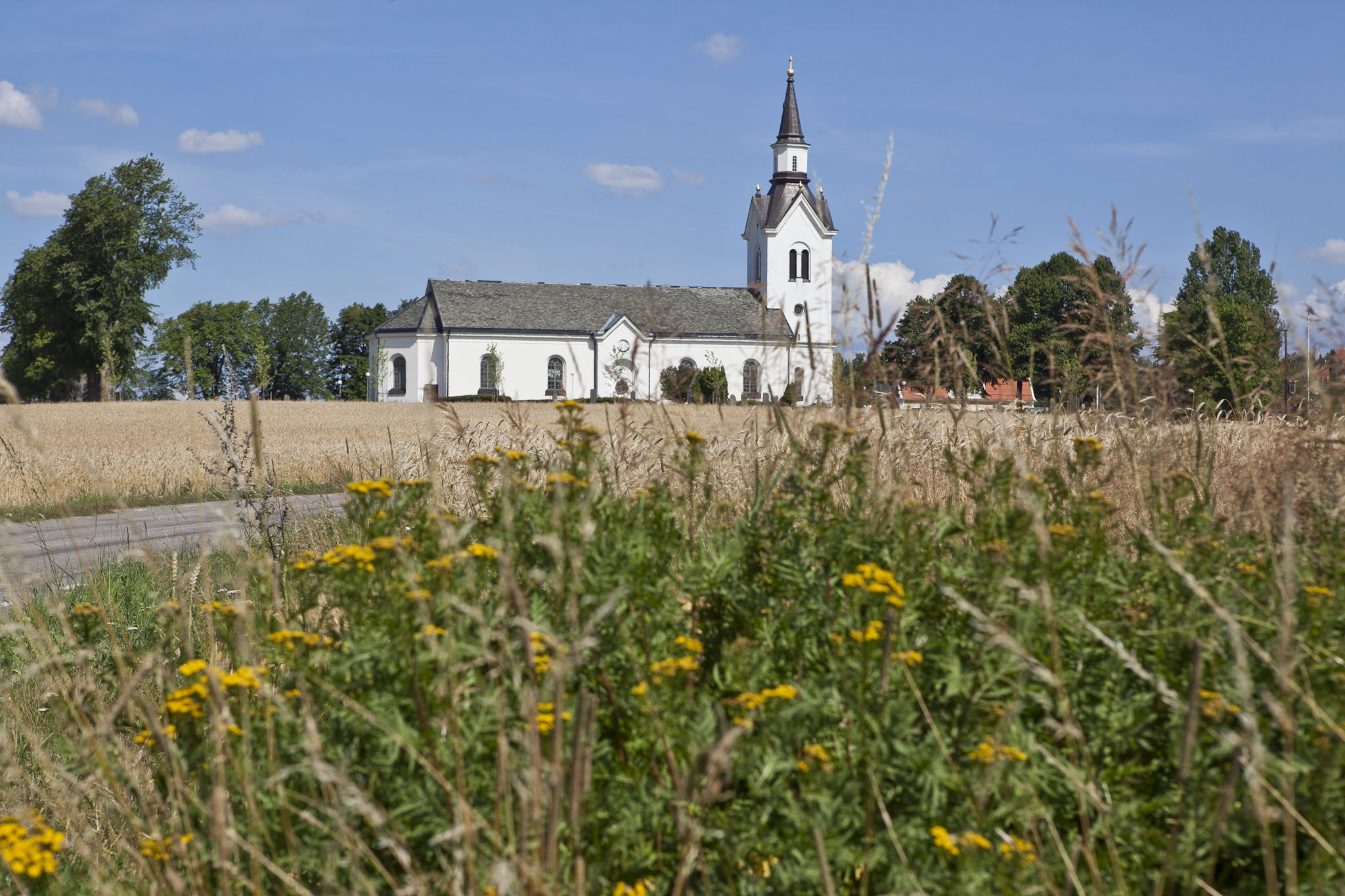 Högby kyrka. Vit stenkyrka. I förgrunden vilda blommor vid en vägkant.
