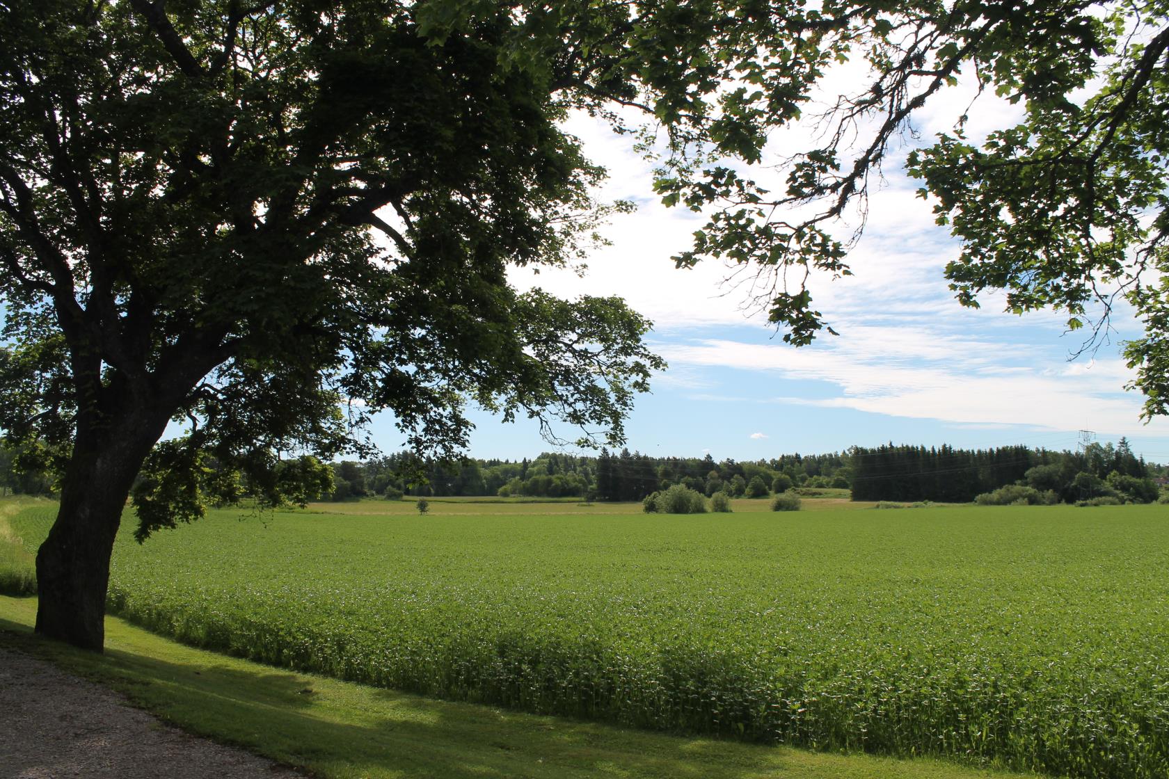 Sommarbild från Skäfthammar