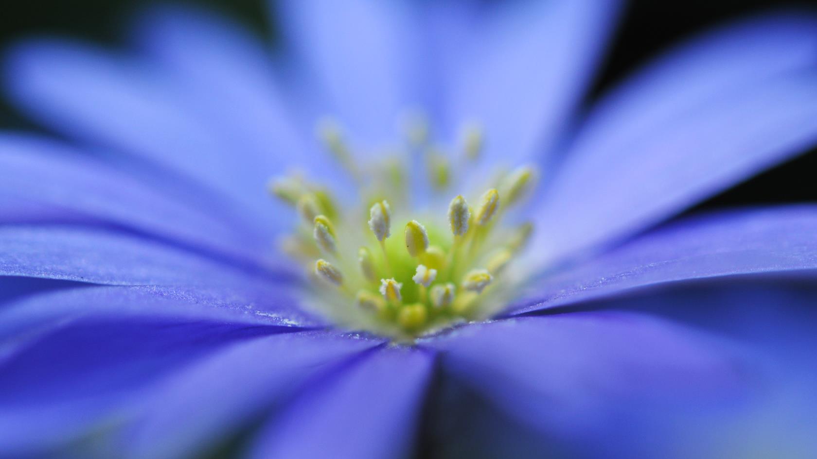 blå blomma