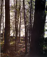 Naturreservat Strängnäs stift, Lännäs strandäng.
