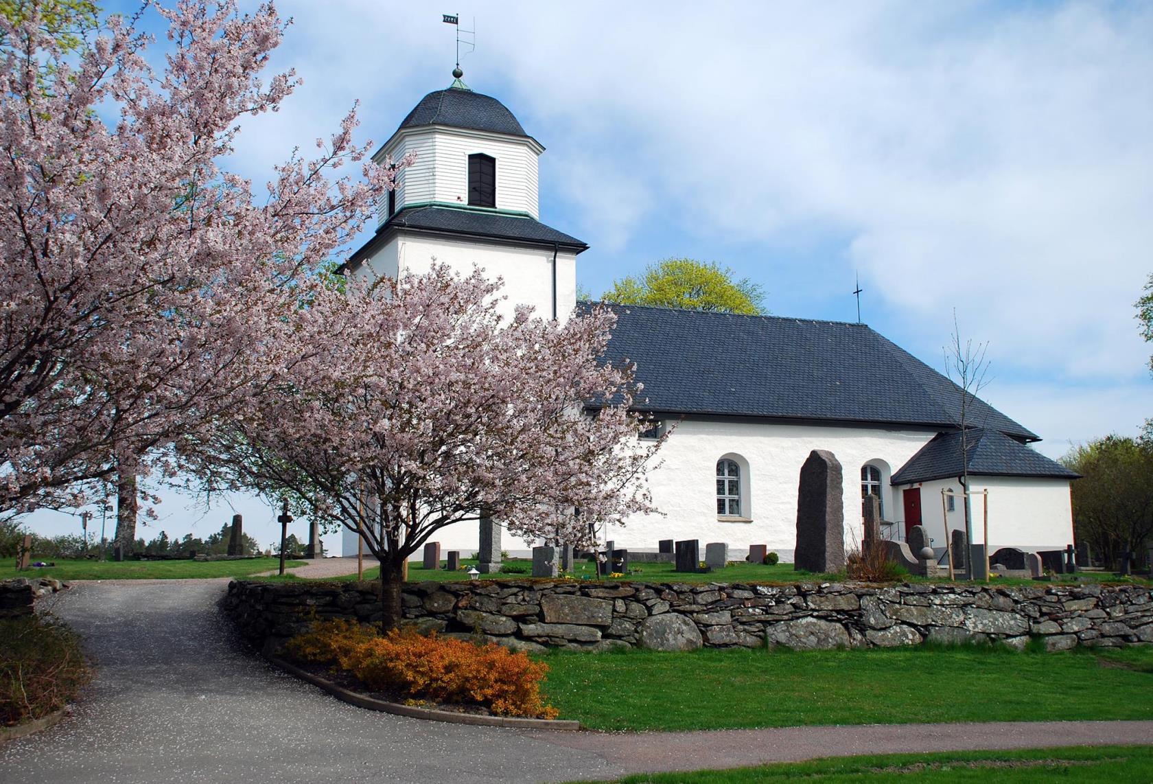 Östad kyrka med blommande körsbärsträd i förgrunden.