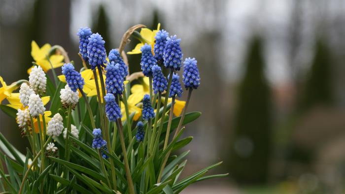 Vårblommor i en urna vid minneslund