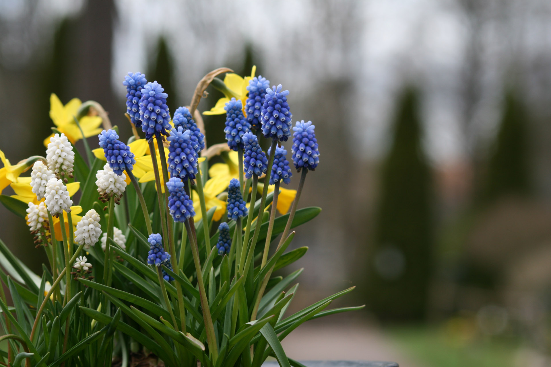 Vårblommor i en urna vid minneslund