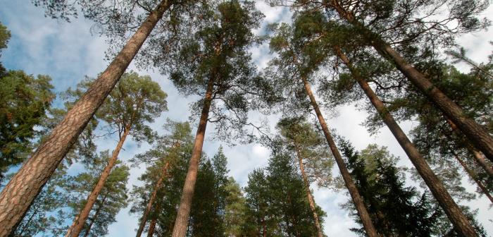 Talltoppar mot en blå himmel