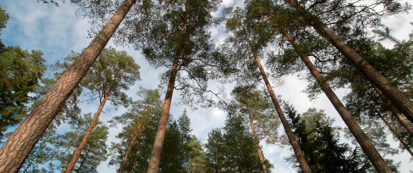 Jaktarrenden lediga