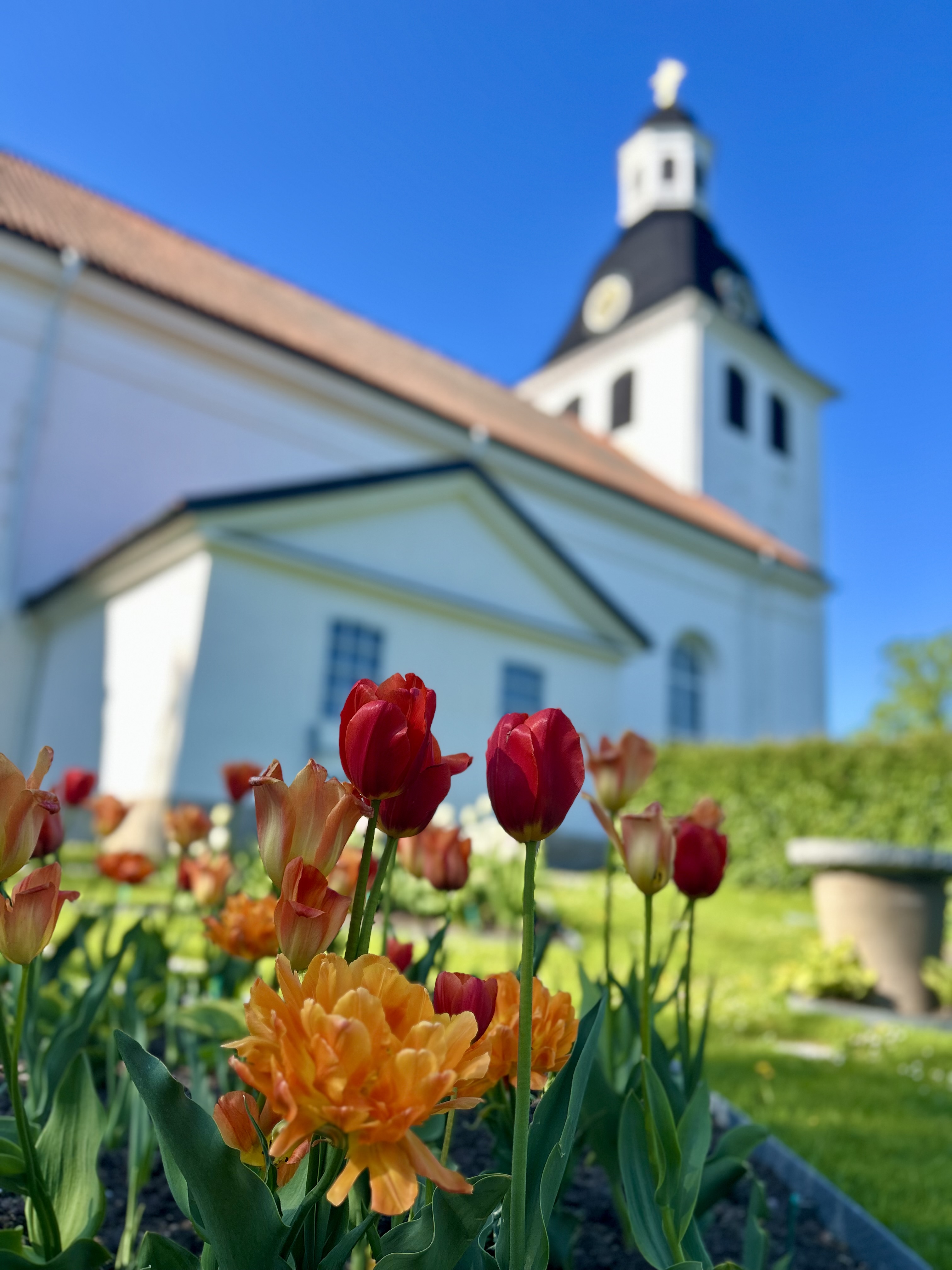 Tulpaner i förgrunden av Vårdnäs kyrka