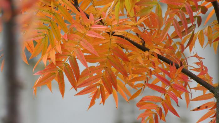 En gren med glödfärgade löv på en rönn