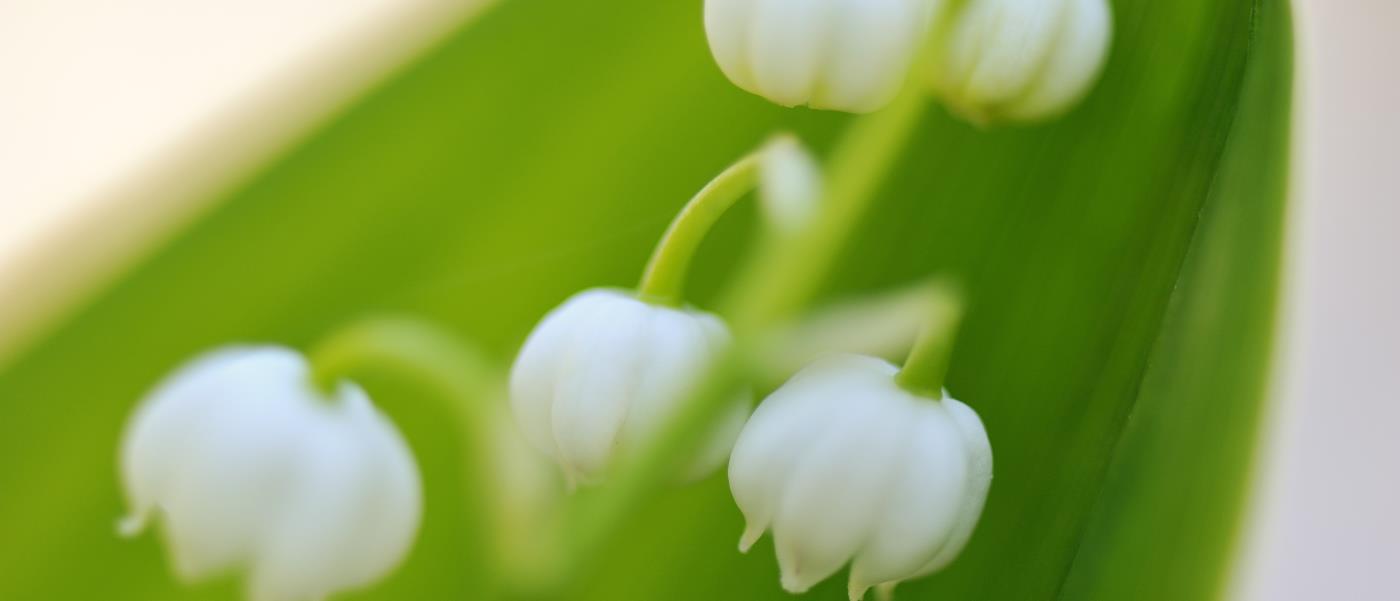 Vita liljekonvaljer mot grönt blad
