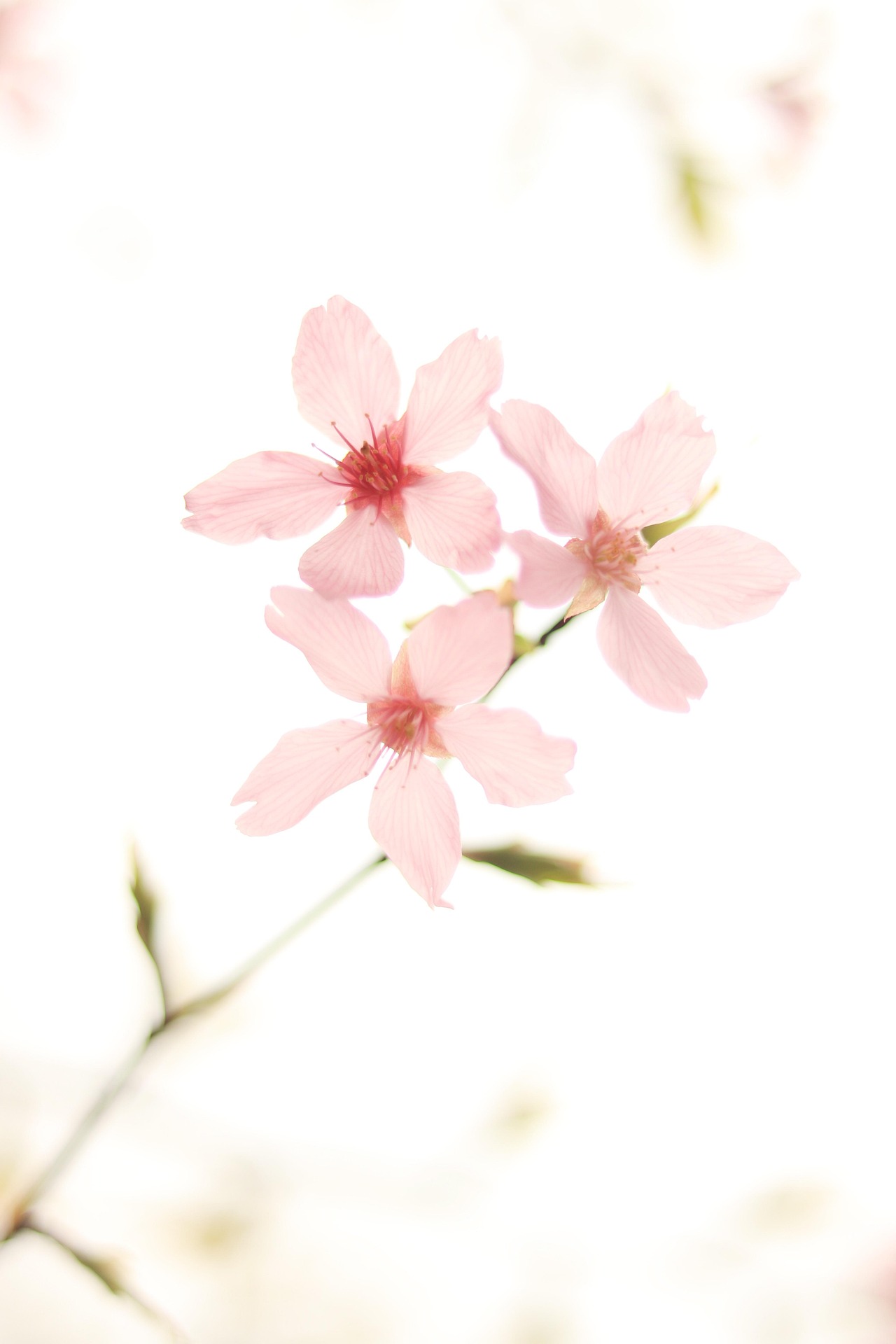 rosa vårblommor
