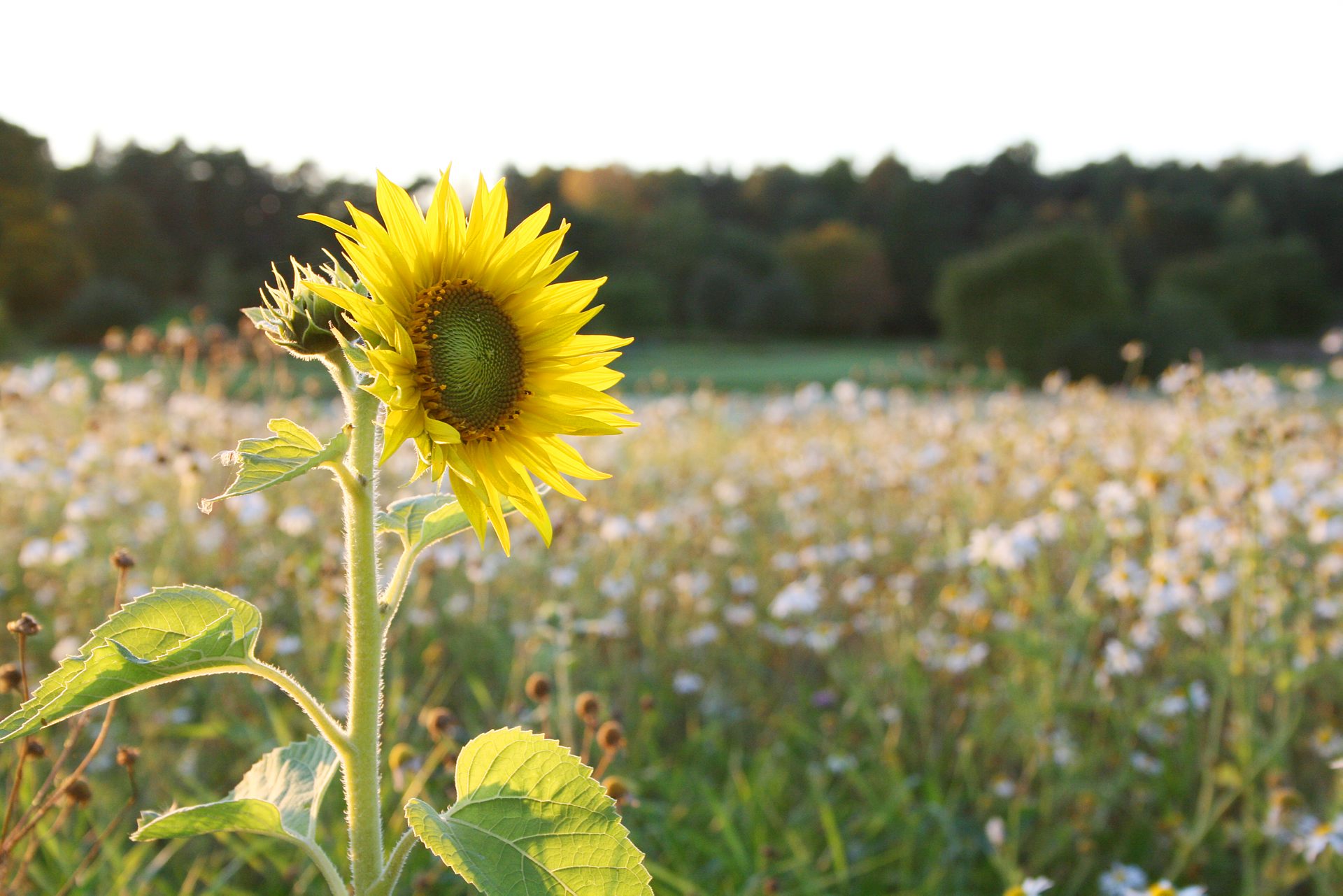 En solros på en äng.