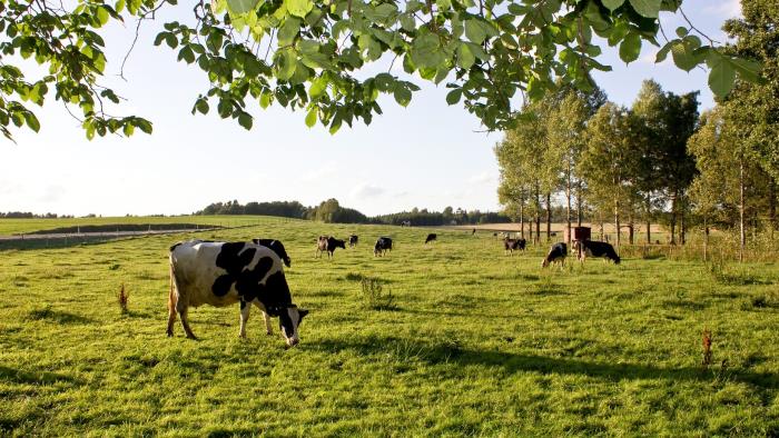 Kor som betar på ett grönt fält med träd i bakgrunden