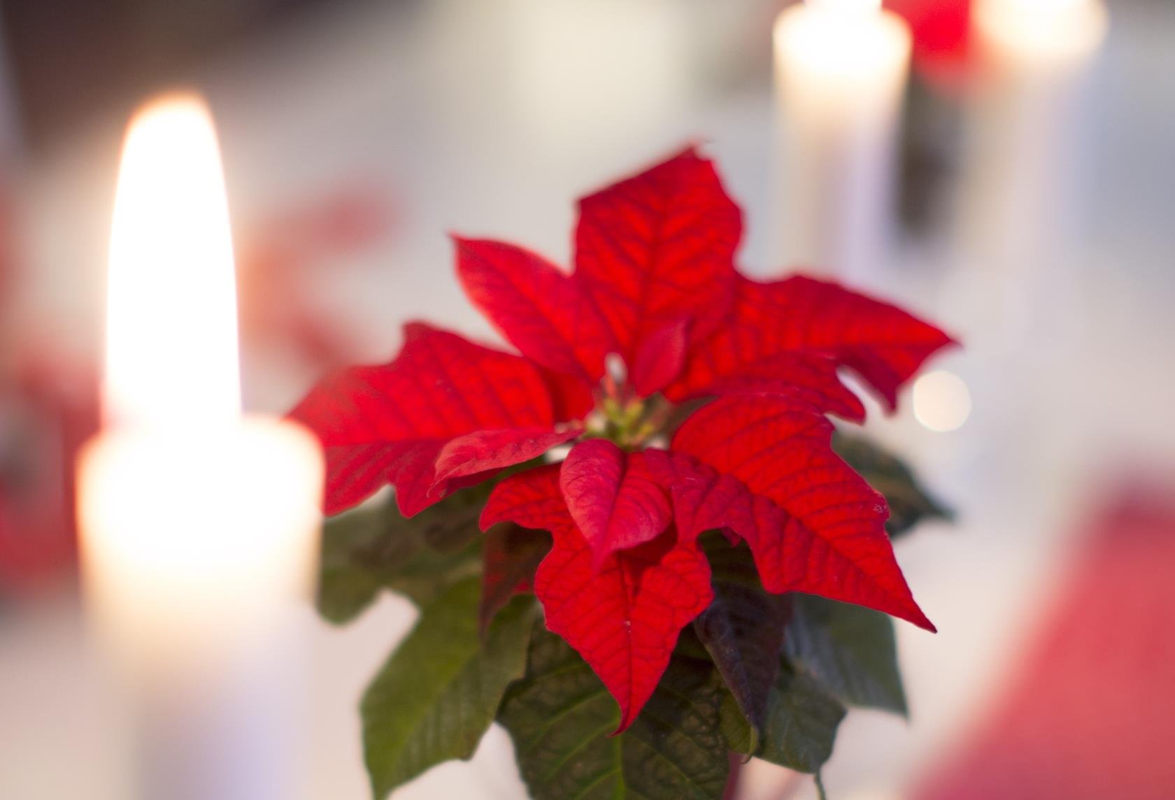 Julstjärna och ljus på bord