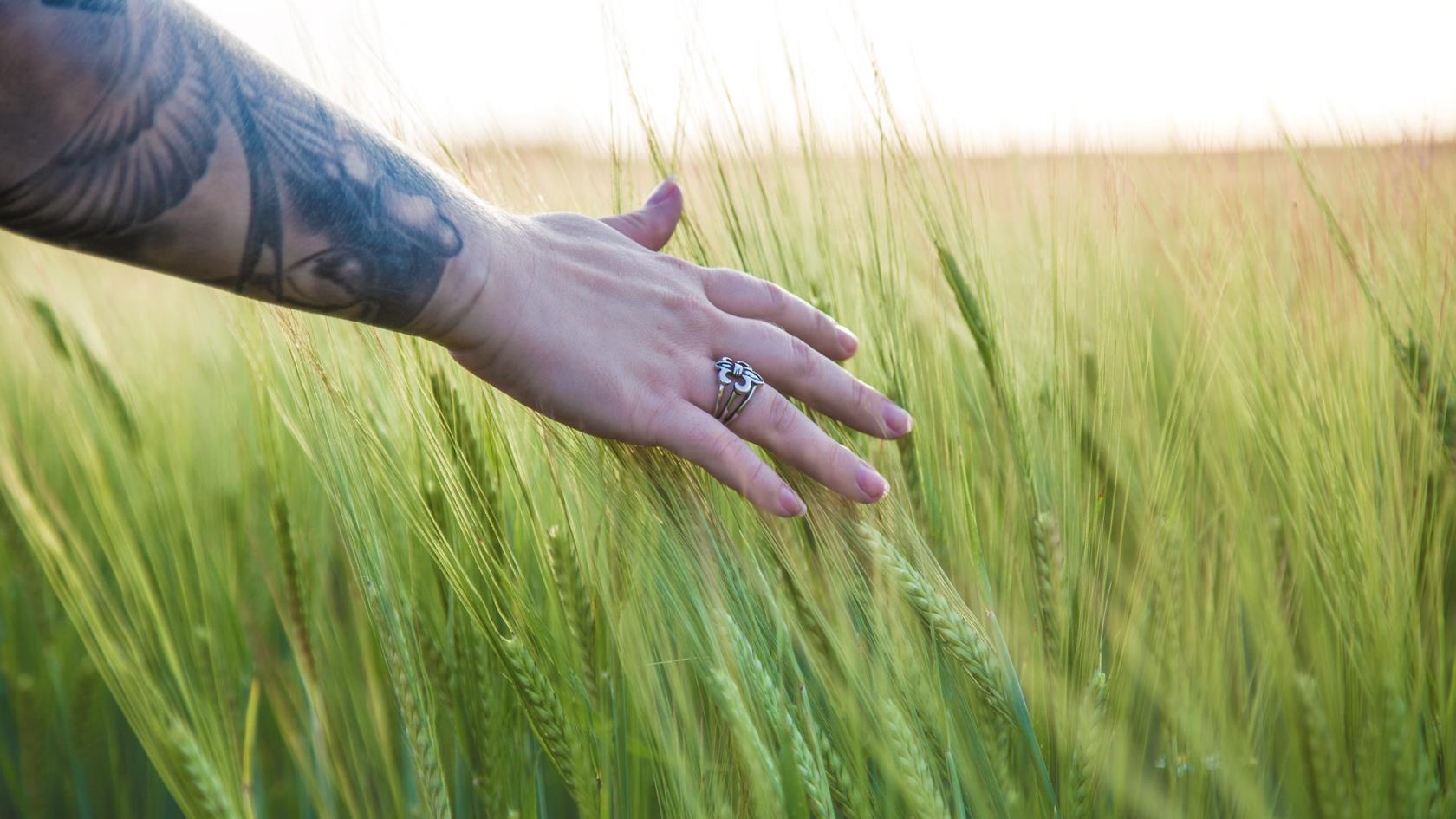 En arm med tatueringar. Arm och hand sveper över korn på ett kornfält.