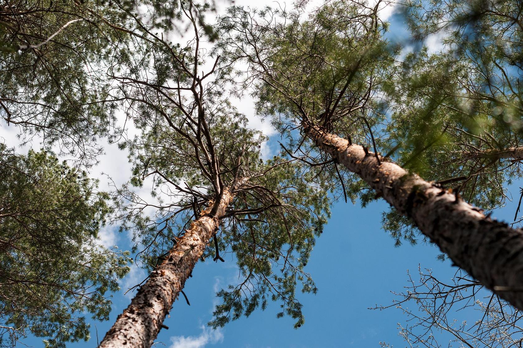 Talltoppar mot en blå himmel