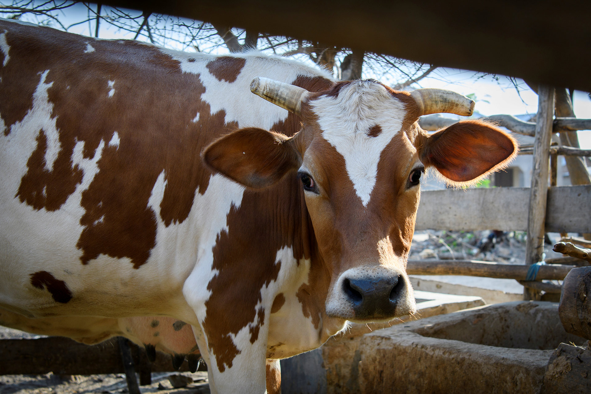 En brun och vit ko. 