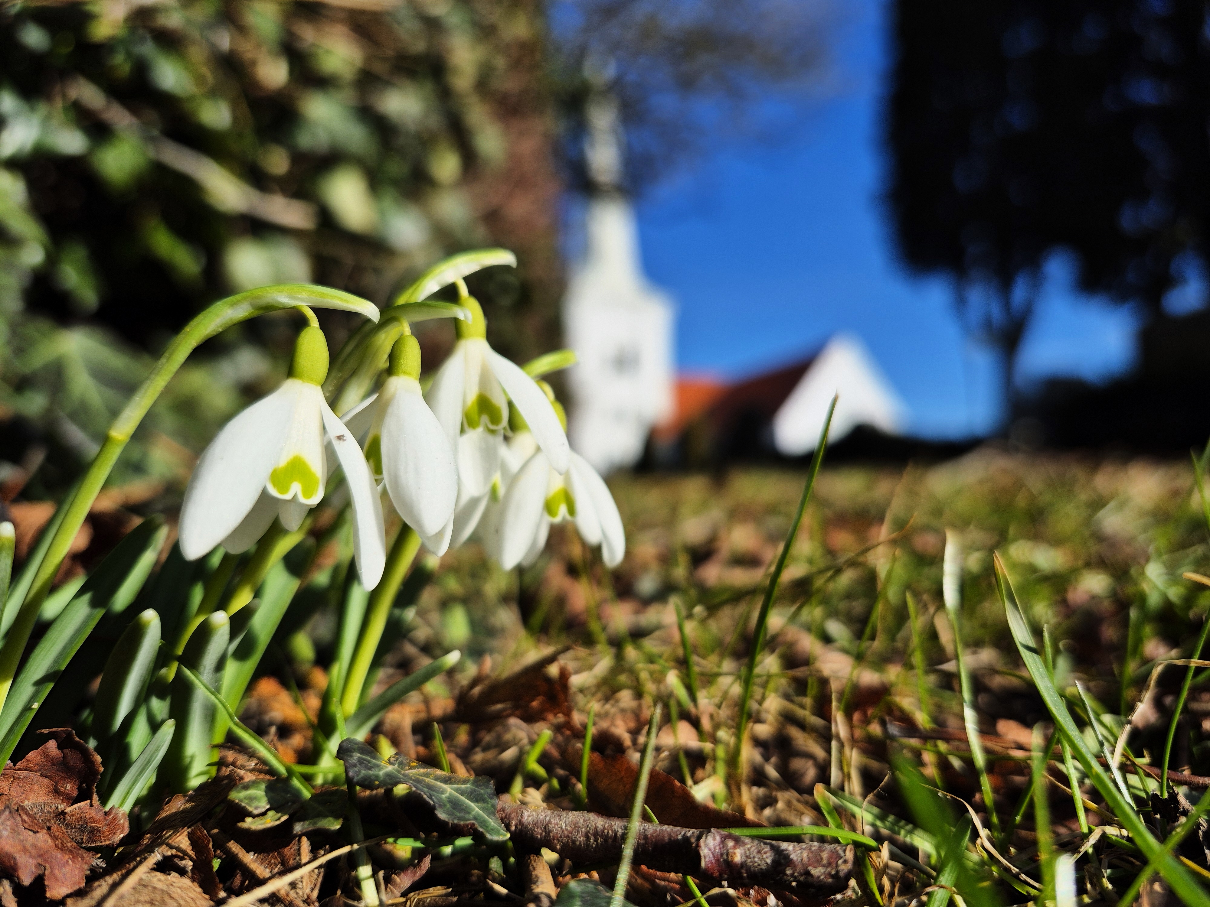 Snödroppar i fokus med Anderslövs vita kyrka i bakgrunden.