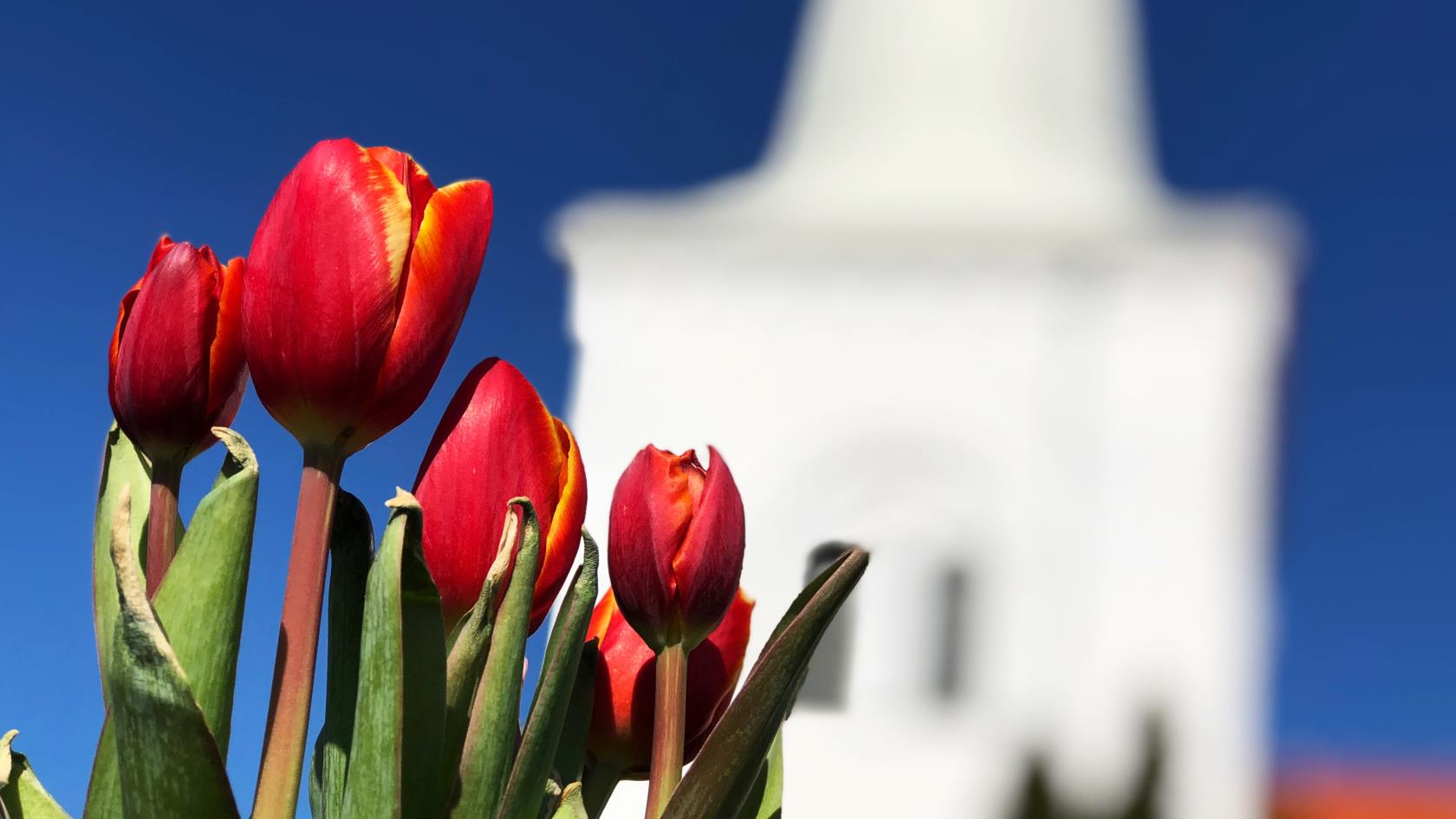 Röda tulpaner framför en vit kyrka.