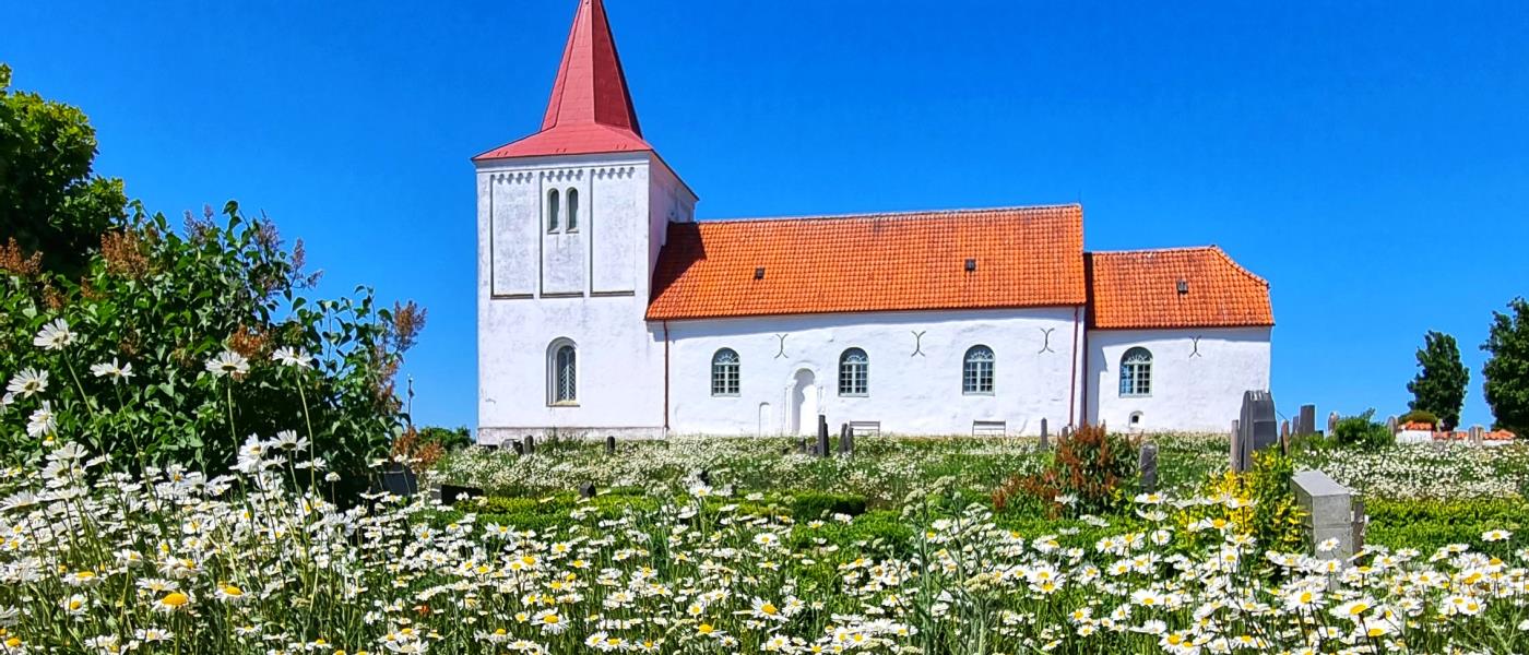 Vita prästkragar på vallarna framför Gärdslövs kyrka. 