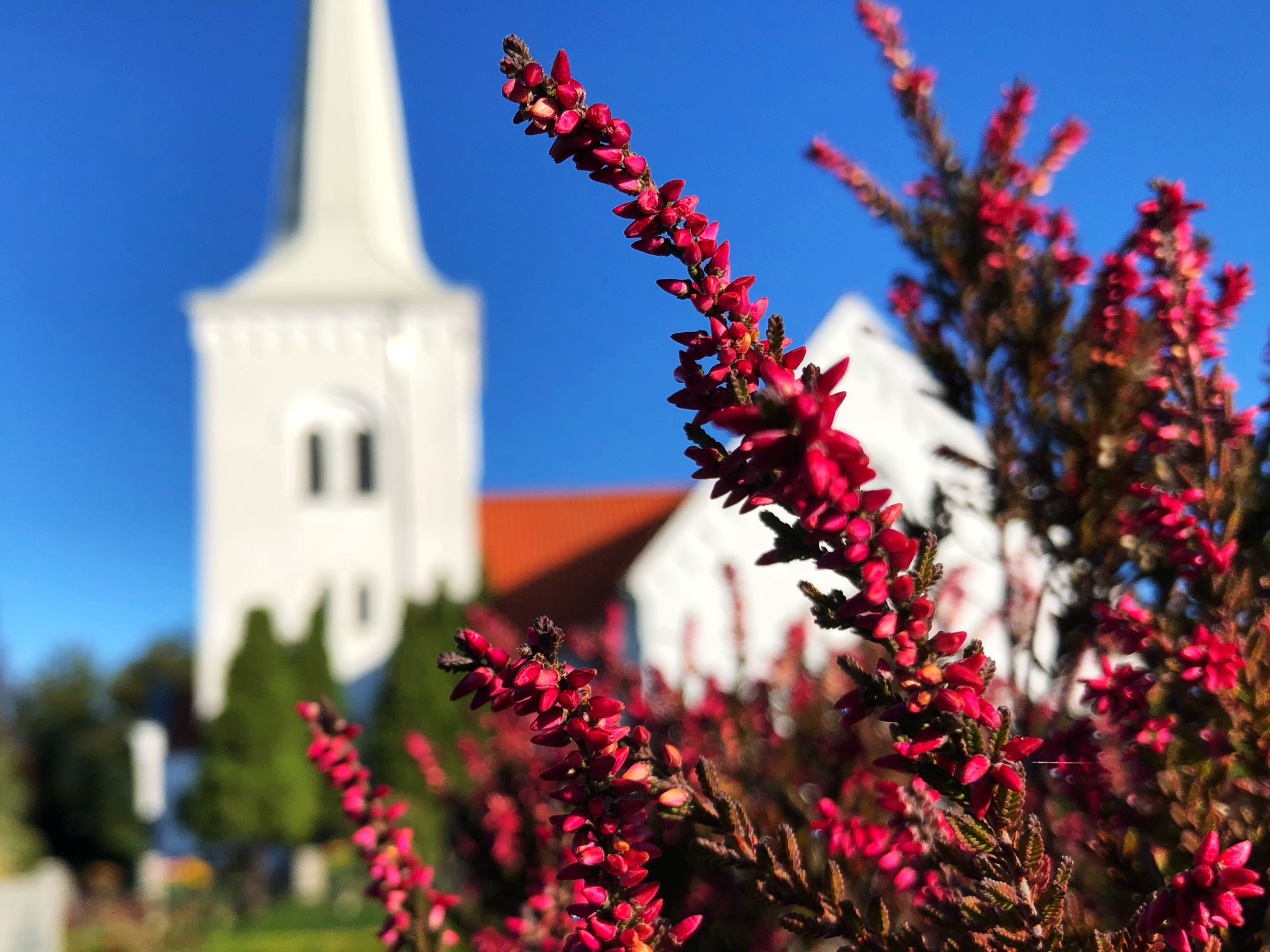 lila lung framför anderslövs vita kyrka.