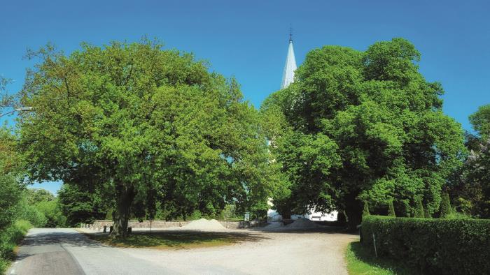 Två stora, lummiga träd framför Stora Slågarps vita kyrka. 