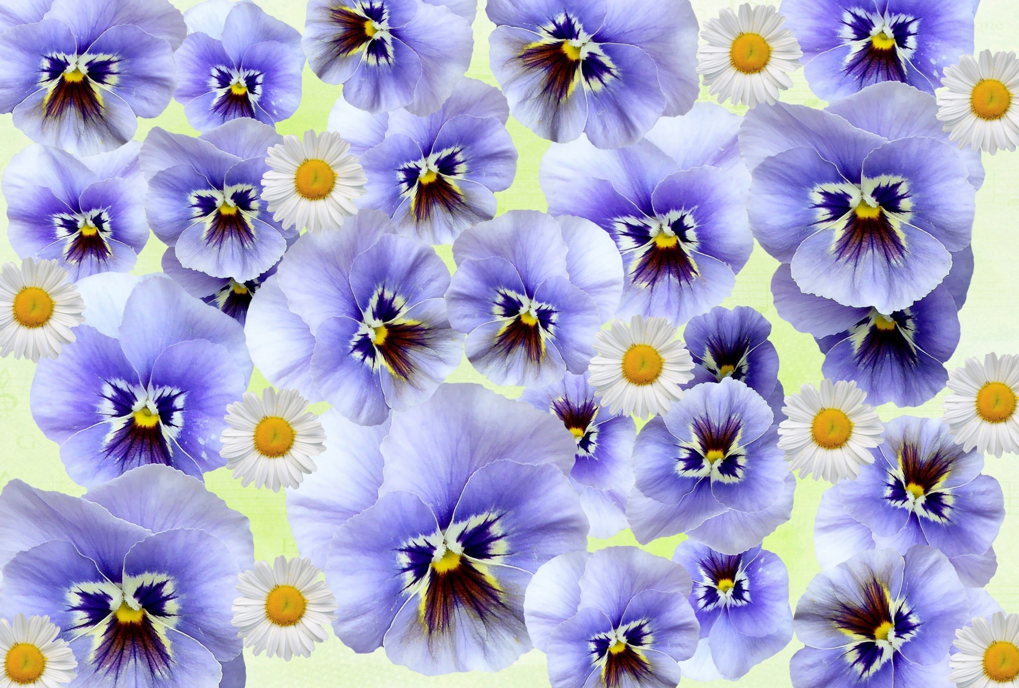 Penséer, blommor.