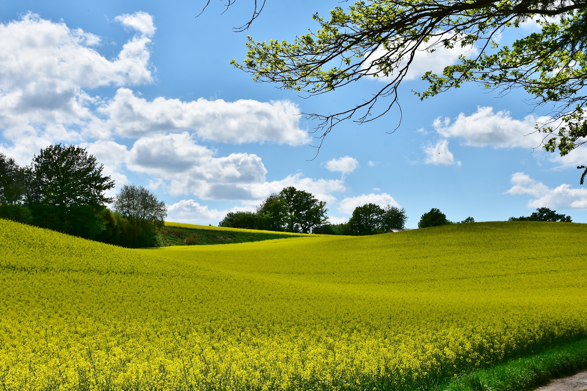 Blommande rapsfält