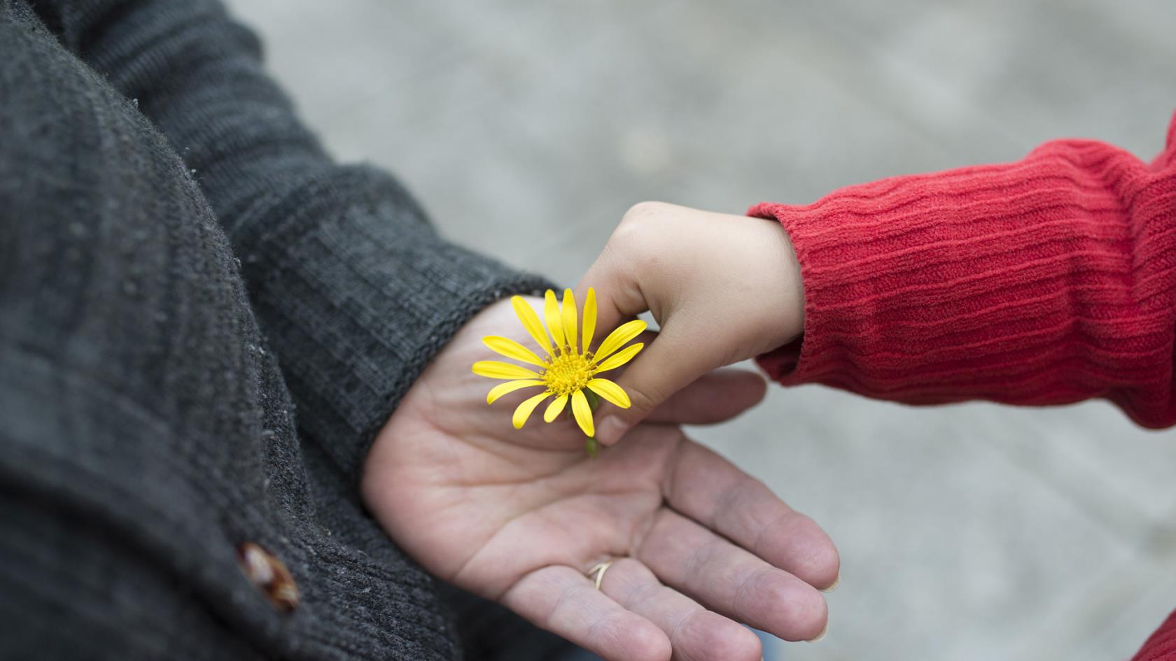 Litet barn lägger gul blomma i en vuxen kvinnas hand.