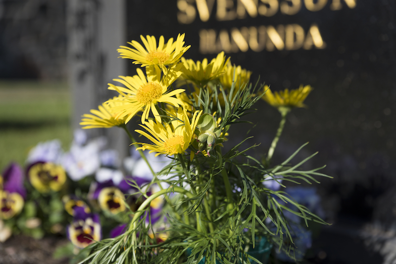Gula blommor med en gravsten i bakgrunden.