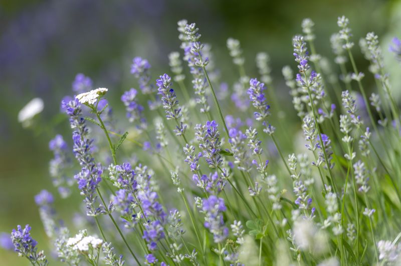 Sommarmusik i Valle församling